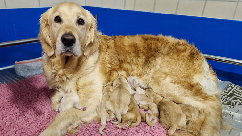 Doris and her litter lying together with their mum Doris and her litter lying together with their mum