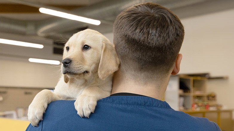 Doris looking over the shoulder of a Guide Dogs staff member