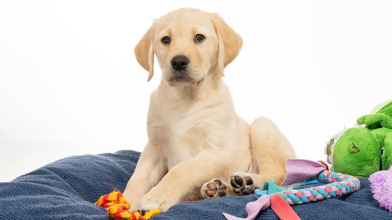 Doris sitting upright on a dog bed surrounded by toys Doris sitting upright on a dog bed surrounded by toys