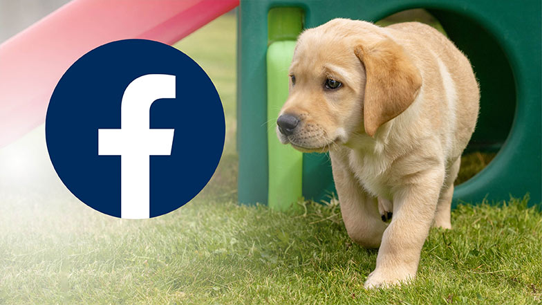 Guide dog puppy Douglas walking out of a play tunnel his nose pointing to the Facebook logo