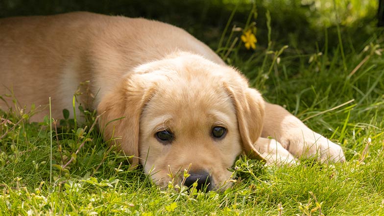 Douglas lying in the grass outside Douglas lying in the grass outside