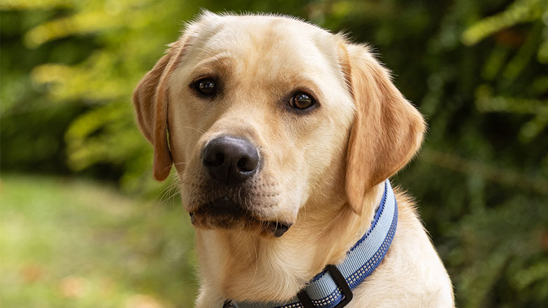 Head shot of yellow Labrador Douglas looking at camera.