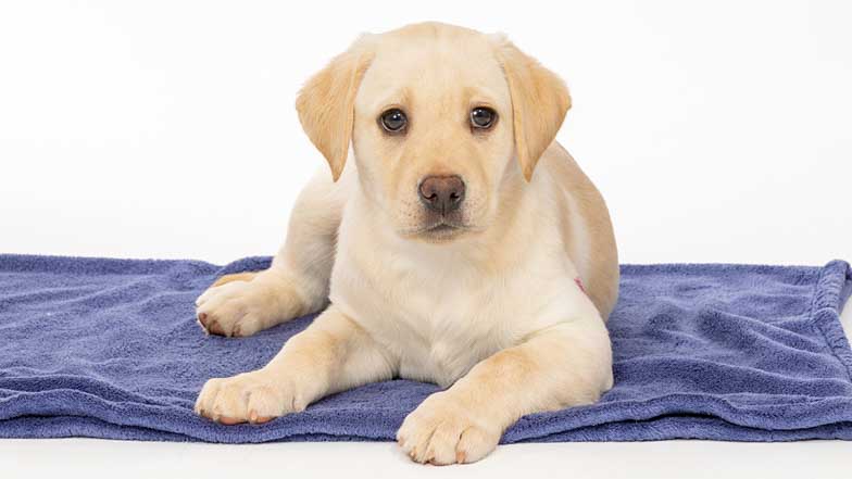 Fern lying on a blanket looking towards camera Fern lying on a blanket looking towards camera