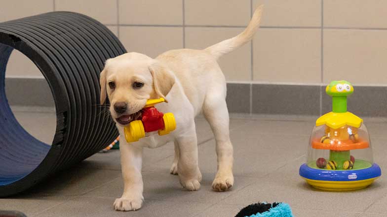 Fern walking with a red toy car in her mouth Fern walking with a red toy car in her mouth