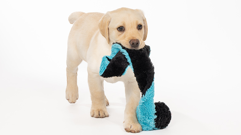 Fern walking with a long soft toy in her mouth Fern walking with a long soft toy in her mouth