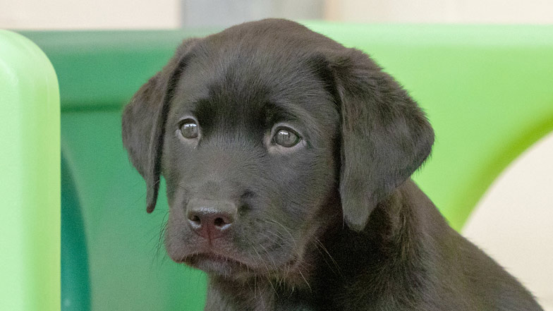 Headshot of black Labrador Frank