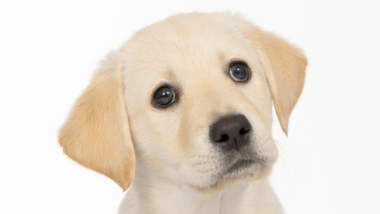 Hazel looking up towards the camera in front of a white background Hazel looking up towards the camera in front of a white background