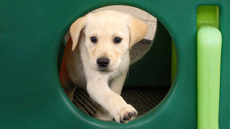 Hazel walking through a round opening in an outdoor play pen Hazel walking through a round opening in an outdoor play pen