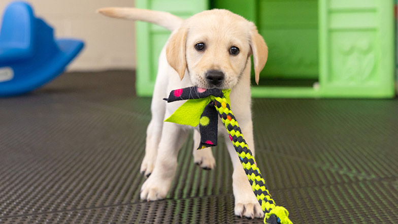 Hazel walking towards the camera with a colourful tug rope toy in her mouth Hazel walking towards the camera with a colourful tug rope toy in her mouth