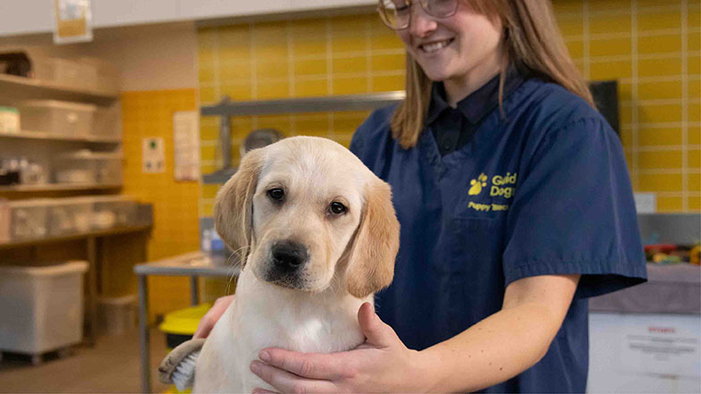 Henry being groomed by a Guide Dogs staff member Henry being groomed by a Guide Dogs staff member