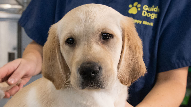 Headshot of guide dog sponsor pup Henry a golden retriever/Labrador.