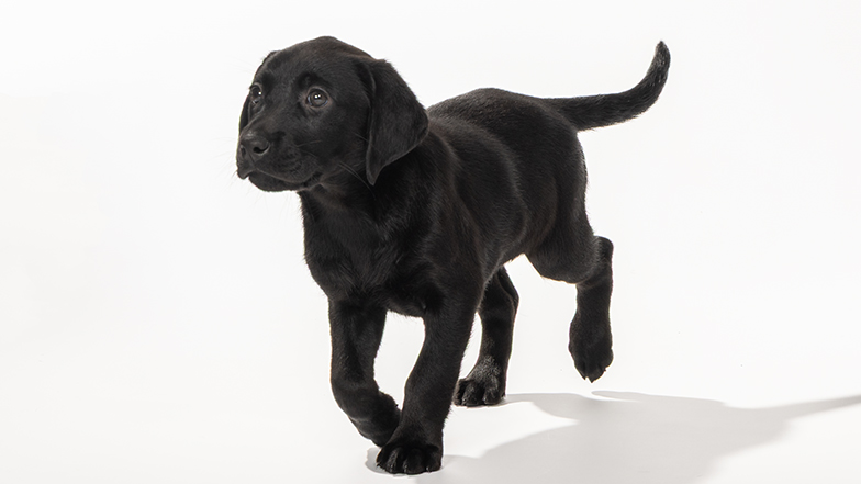 Hetty, a black Labrador puppy, running towards the left of the camera. Hetty, a black Labrador puppy, running towards the left of the camera.