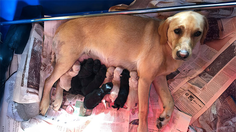 Hetty's litter snuggling with their mum. Hetty's litter snuggling with their mum.