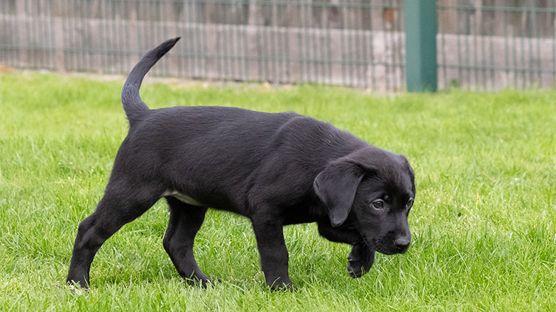 Hetty exploring a grassy area. Hetty exploring a grassy area.