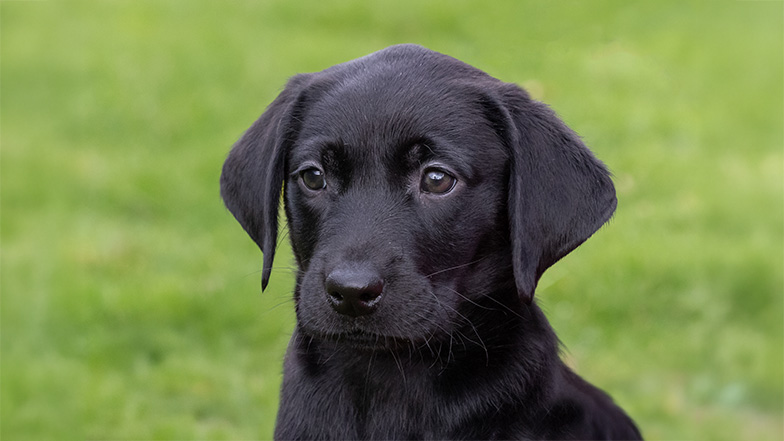 Headshot of black Labrador Hetty looking towards camera. Headshot of black Labrador Hetty looking towards camera.