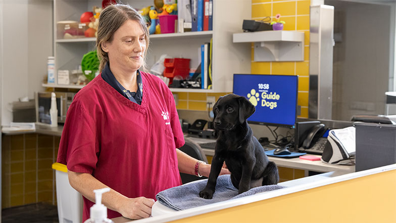 Hetty sitting on the scales whilst a Guide Dogs staff member watches her. Hetty sitting on the scales whilst a Guide Dogs staff member watches her.