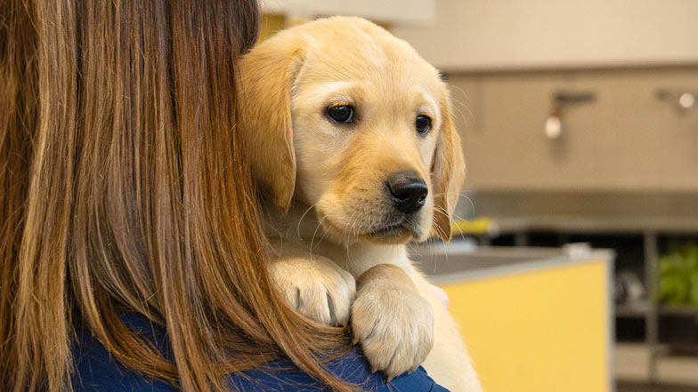 A headshot of Honey being held by a Guide Dogs staff member. A headshot of Honey being held by a Guide Dogs staff member.