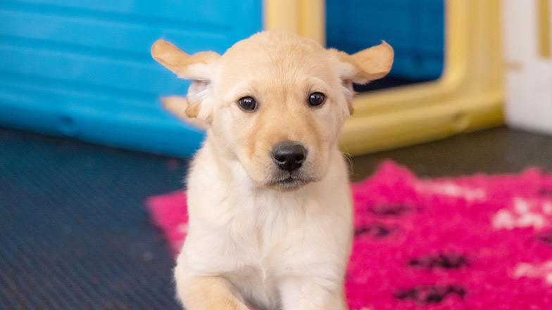 Honey trotting towards camera, her ears flapping. Honey trotting towards camera, her ears flapping.