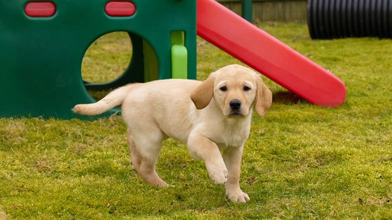 Honey running on grass towards camera. Honey running on grass towards camera.