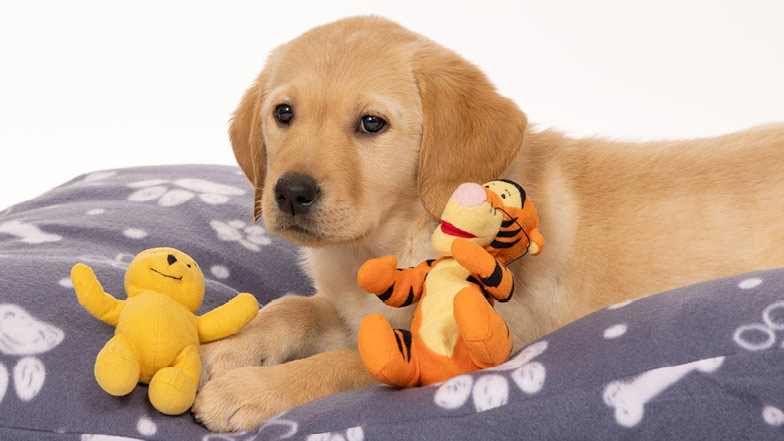 Honey sitting on a dog bed surrounded by soft toys. Honey sitting on a dog bed surrounded by soft toys.