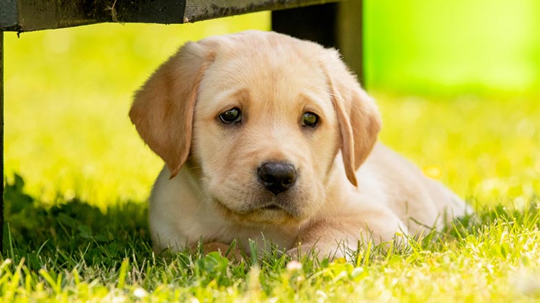 Hope lying in the grass