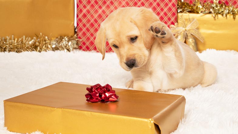 Hope playing with a wrapped Christmas present