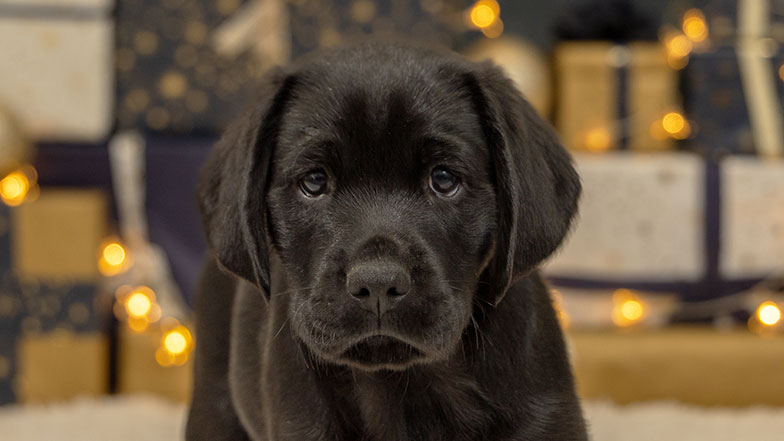 Headshot of Jack in front of a Christmas background