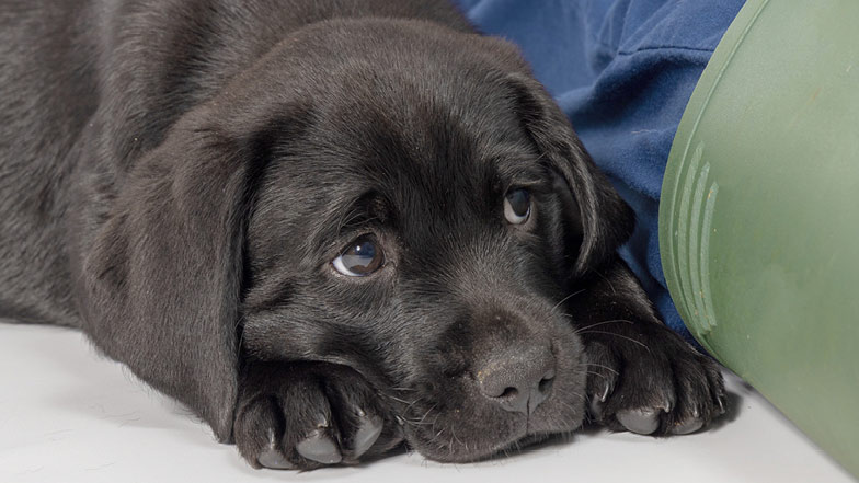 Black Labrador Jack lying on the floor looking up at the camera