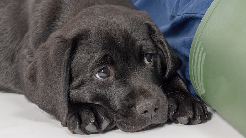 Black Labrador Jack lying on the floor looking up at the camera Black Labrador Jack lying on the floor looking up at the camera