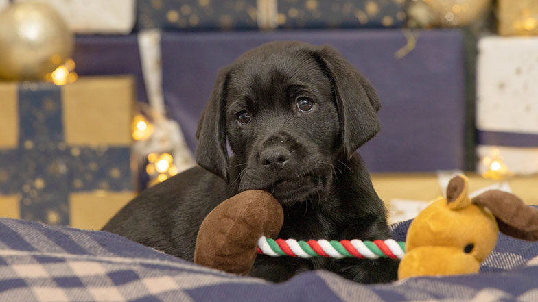 Jack lying in front of wrapped Christmas presents with a striped toy