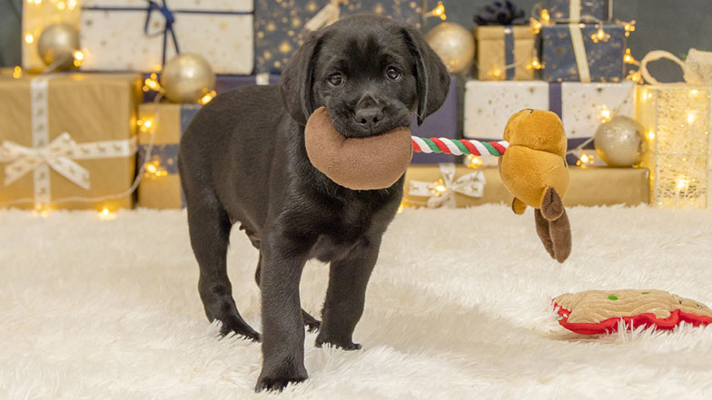 Jack walking towards camera holding a striped toy in his mouth