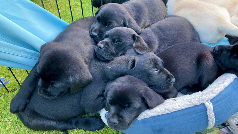 Jack's litter lying together on a soft bed