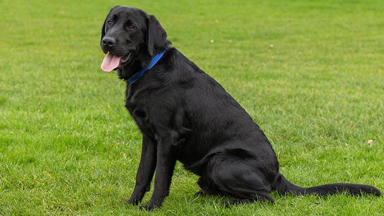 Black Labrador cross golden retriever Jasper sitting on grass with his tongue out.