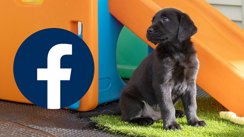 Guide dog puppy Jasper sitting next to an orange slide with his nose pointing to the Facebook logo