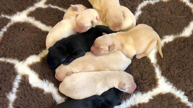 Jasper and his litter lying together on a blanket Jasper and his litter lying together on a blanket
