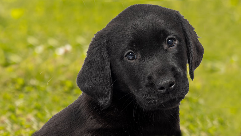 Headshot of Jasper a black golden retriever/Labrador looking towards the camera