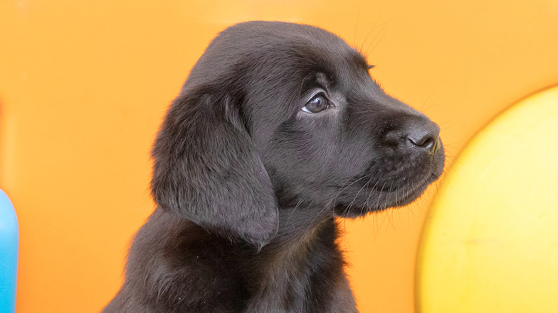 Jasper sitting in front of a toy slide looking to the side Jasper sitting in front of a toy slide looking to the side