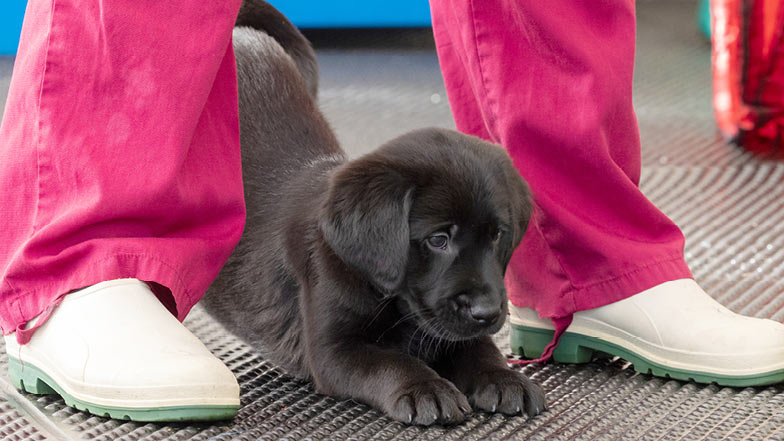 Jasper standing between a Guide Dogs staff members legs