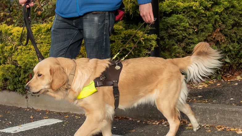 Joy walking in her Guide Dogs training harness with her trainer