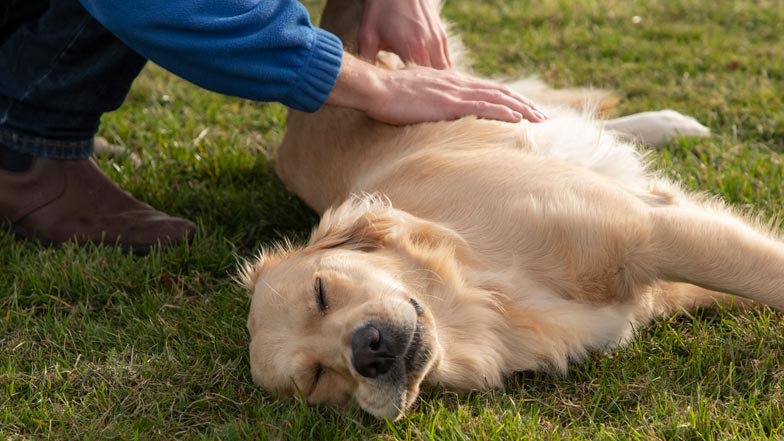 Joy laying on the grass with her eyes closed getting patted by her Guide Dogs trainer