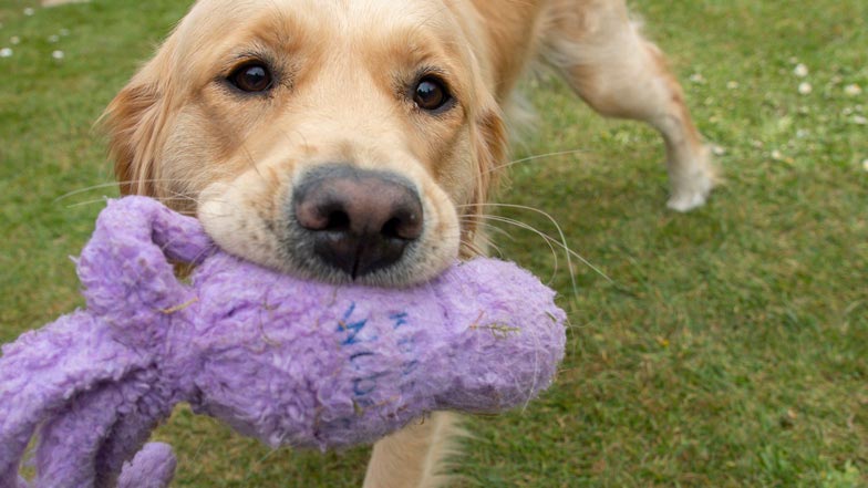Close up of Joy playing with her purple dog toy