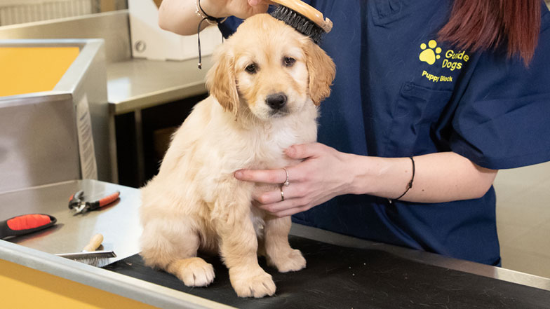 A Guide Dogs member of staff grooms Judy A Guide Dogs member of staff grooms Judy