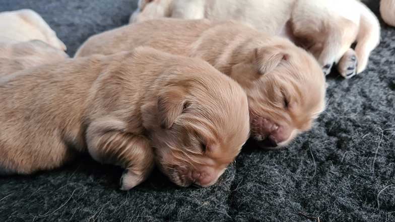 A newborn Judy with her siblings A newborn Judy with her siblings