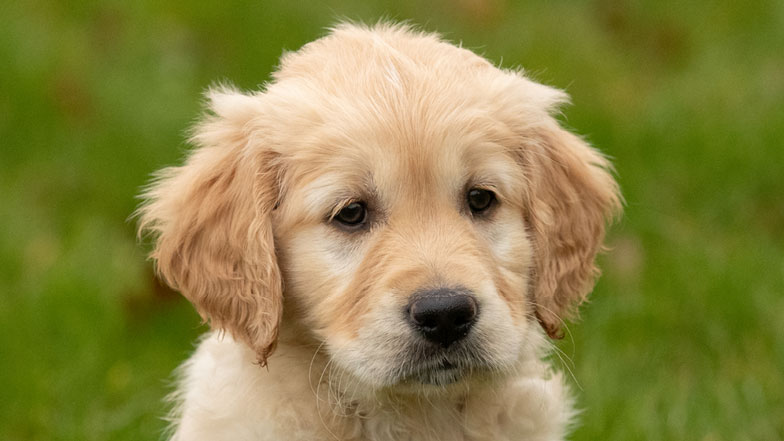 A headshot of guide dog puppy Judy looking at the camera