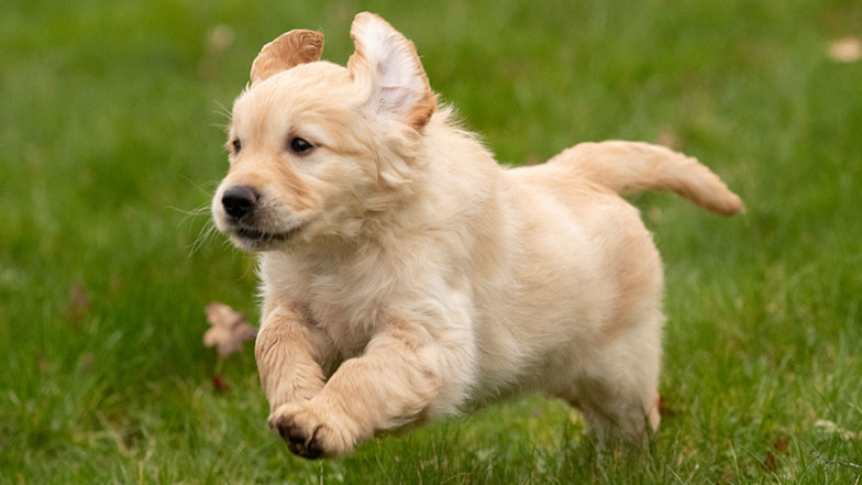 Judy leaping through the grass Judy leaping through the grass