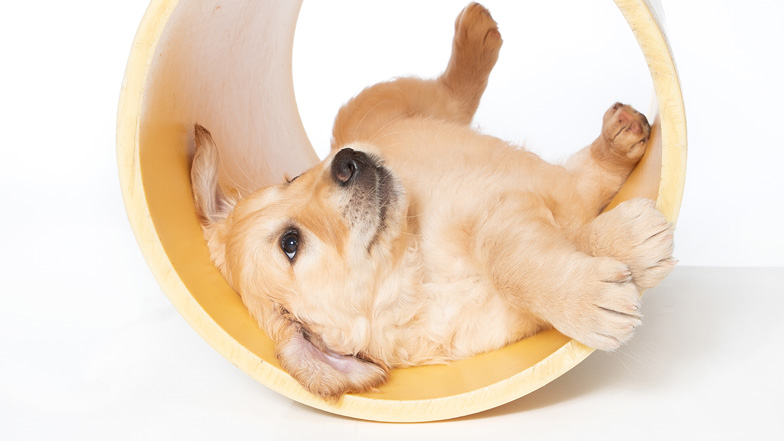 Judy rolling around in a plastic tube toy Judy rolling around in a plastic tube toy