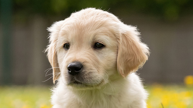 A headshot of guide dog puppy Kevin looking at the camera