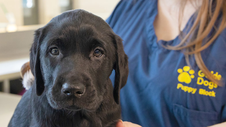 A headshot of Leo being groomed by a Guide Dogs staff member. A headshot of Leo being groomed by a Guide Dogs staff member.