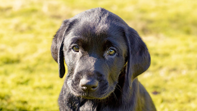 A headshot of Leo sitting outdoors looking to camera. A headshot of Leo sitting outdoors looking to camera.