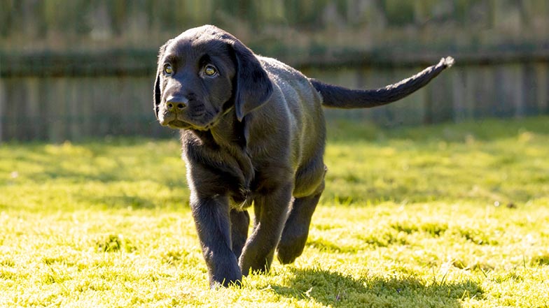 Leo running outdoors in the sunshine. Leo running outdoors in the sunshine.